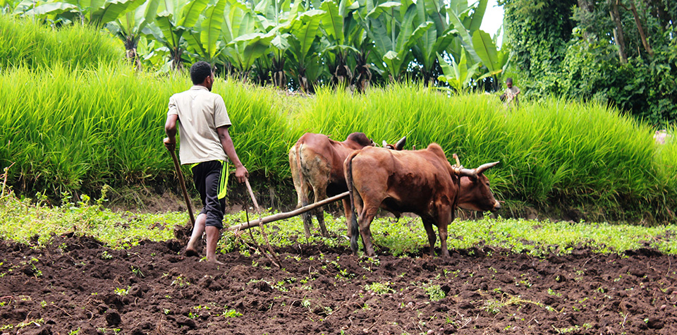 Resilience through innovative agro practices